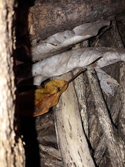 Coryphasia nigriventris