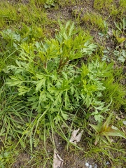 Artemisia vulgaris