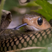 Indo-Chinese Rat Snake - Photo (c) Vijay Anand Ismavel, some rights reserved (CC BY-NC-SA), uploaded by Dr. Vijay Anand Ismavel MS MCh
