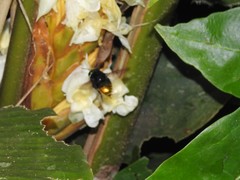 Euglossa intersecta