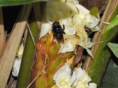 Euglossa intersecta