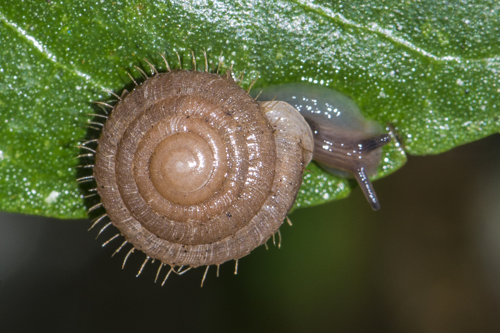 Plectopyloidea