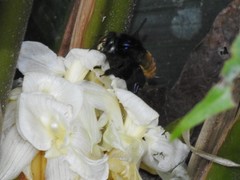 Euglossa intersecta