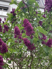 Syringa vulgaris