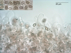 Kuehneromyces brunneoalbescens