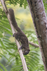 Callosciurus pygerythrus