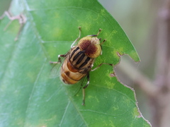 Eristalinus quinquestriatus