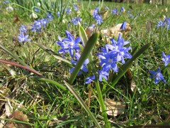 Scilla luciliae