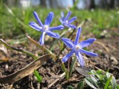 Scilla luciliae