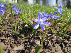 Scilla luciliae