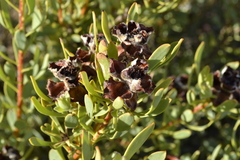 Leucadendron glaberrimum glaberrimum