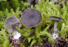 Clitocybe brunneocaperata