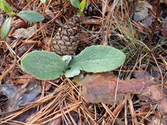 Tephroseris integrifolia