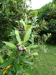 Pittosporum ralphii