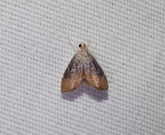 Glaphyria peremptalis