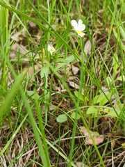 Viola arvensis