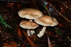 Entoloma baronii