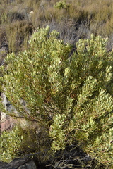 Leucadendron glaberrimum glaberrimum