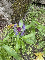 Centaurea