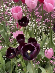 Tulipa gesneriana