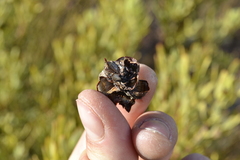 Leucadendron glaberrimum glaberrimum