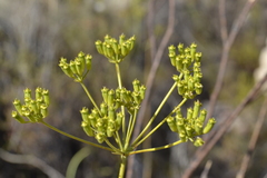 Lichtensteinia trifida