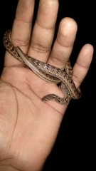 Oligodon taeniolatus