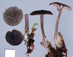 Clitocybe brunneocaperata