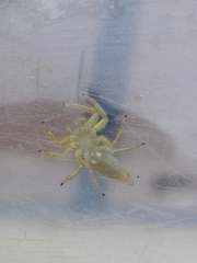 Phintelloides jesudasi