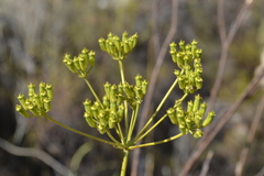 Lichtensteinia trifida
