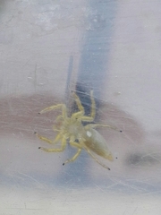 Phintelloides jesudasi