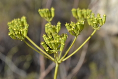 Lichtensteinia trifida