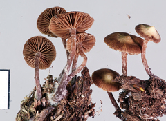 Kuehneromyces brunneoalbescens
