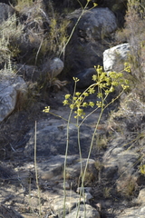 Lichtensteinia trifida