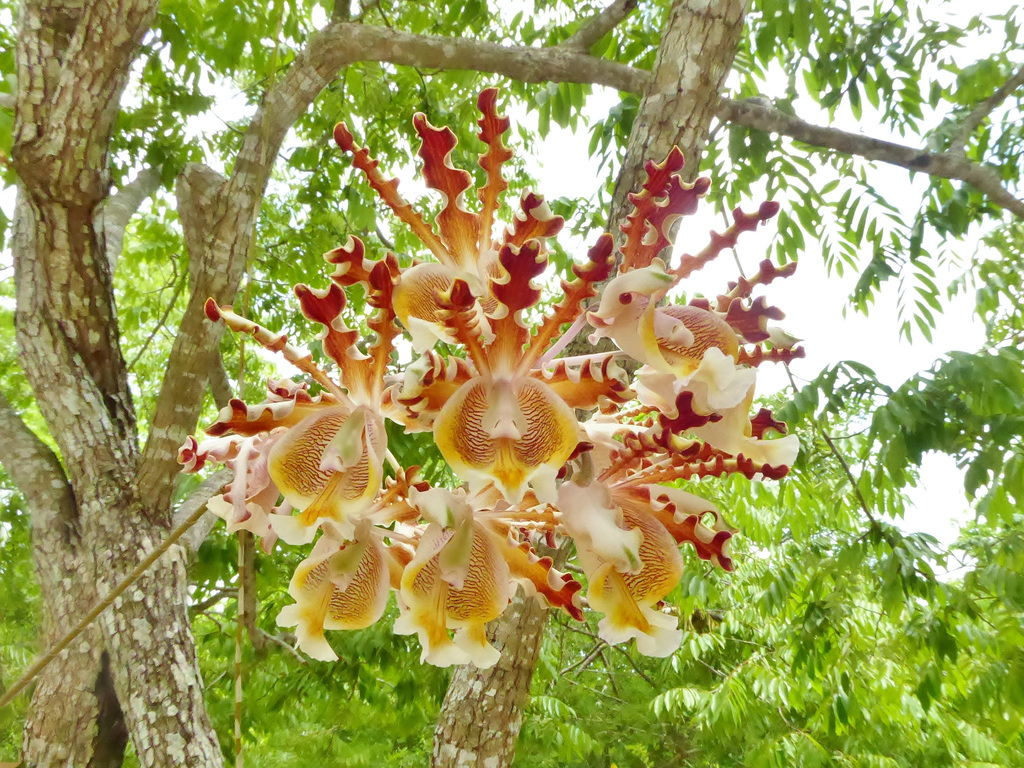 Cattleya Alliance Orchids