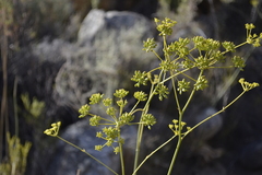 Lichtensteinia trifida