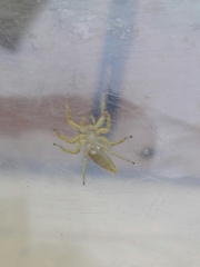 Phintelloides jesudasi