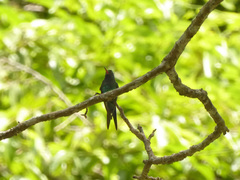 Cynanthus forficatus