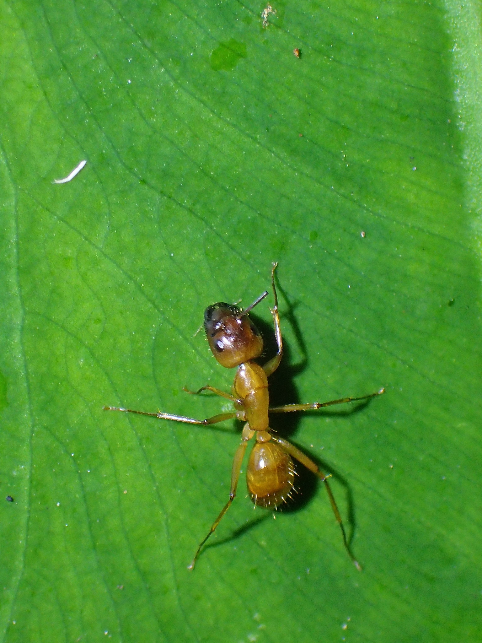 Camponotus variegatus dulcis
