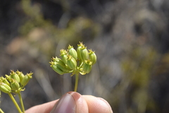 Lichtensteinia trifida