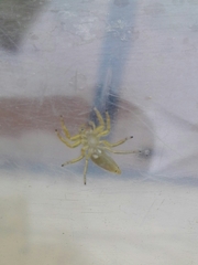 Phintelloides jesudasi