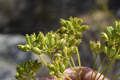 Lichtensteinia trifida