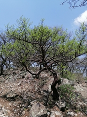 Bursera galeottiana