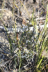 Styphelia exarrhena
