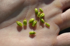 Lichtensteinia trifida