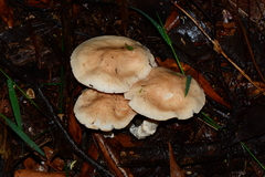 Entoloma baronii