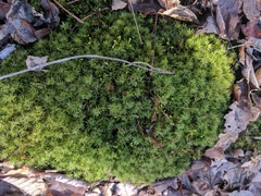Atrichum altecristatum