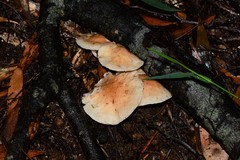 Entoloma baronii