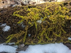 Drepanocladus