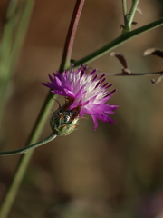 Centaurea crocodylium